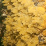 56 Sponge Polymastia boletiformis extensively covering pier leg