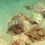 57 Peacock or Feather duster worm Sabella pavonia, Dahlia and Snakelocks anemone 