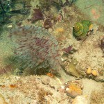 58 Peacock or Feather duster worm Sabella pavonia