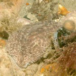 59 Grey seaslug Aeolidia papillosa and Blue mussel Mytilus edulis amongst cobbles