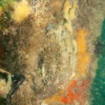 65 Oyster and sponges on pier leg