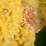 34 Dahlia Anemone, Urticina felina with sponges on pier leg