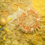 2 Dahlia Anemone, Urticina felina with sponges and Calliostoma zizyphinum on pier leg