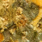 7 Juvenile anemone ?Sagartia elegans, sponges