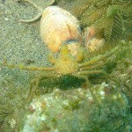 80 Sponge crab Inachus phalangium amongst cobbles and slipper limpets