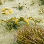 81 Sponge crab Inachus phalangium