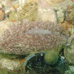 82 Sea slug Aeolidia papilosa
