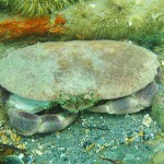 83 Brown or Edible crab Cancer pagurus