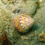 84 Painted topshell Calliostoma zizyphinum