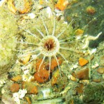 85 Tube anemone Cerianthus lloydii
