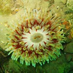 91 Dahlia anemone Urticina felina