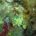 93 Eggs of ?Dog whelk Nucella lapillus