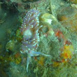 96 Sea slug Facelina auriculata