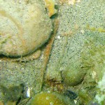 99 Polychaete Neoamphitrite figulus (see tentacles) and 'shrimp'