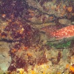 PeverilLedges-lcuckoo_wrasse1