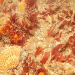 Peveril_Ledges-algae-sponge1