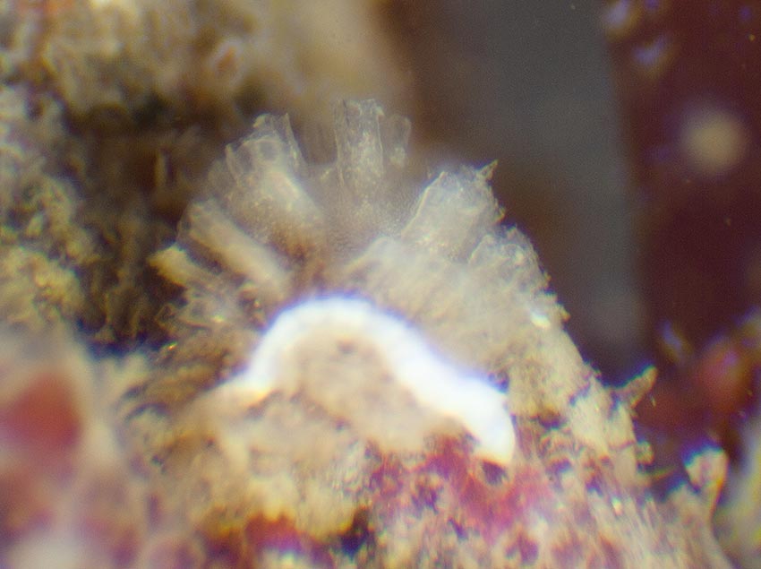 Bryozoan, Bowebankia pustulosus