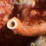 W_Bryozoan_1