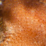 W_Bryozoan_1b