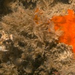 W_Crisia_denticulata_and_bryozoa_1