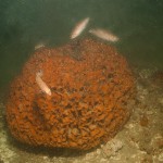 W_Pentapora_foliacea_goldsinney