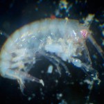 W_amphipod_!