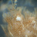 W_bryozoan_10