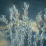 W_bryozoan_8