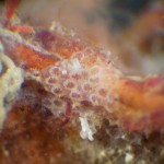 W_bryozoan_8_on_Tubipora