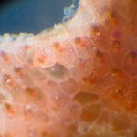 W_bryozoan_9