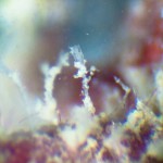 W_hydroid_on_Tubularia