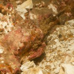 W_seabed_below_cliff_encrusting_red