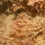 bryozoans1_w