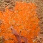 orange_sponge1_w