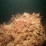 reef_animal_turf2_w