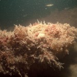 reef_animal_turf3_w