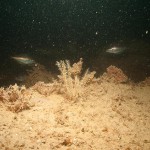 reef_bib_anetenna_hydroid_w