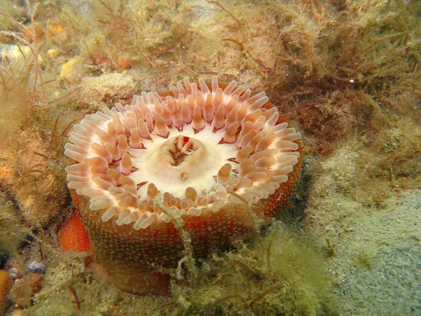 Dahlia anemone, Urticina felina