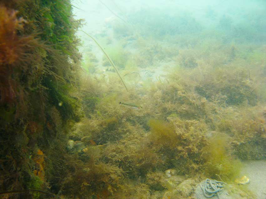 Wooden breakwater with painted gobies, Pomatoschistus pictus