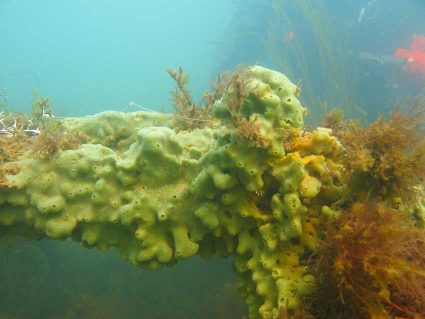 Breadcrumb sponge, Halichondria panicea etc on wrecked car