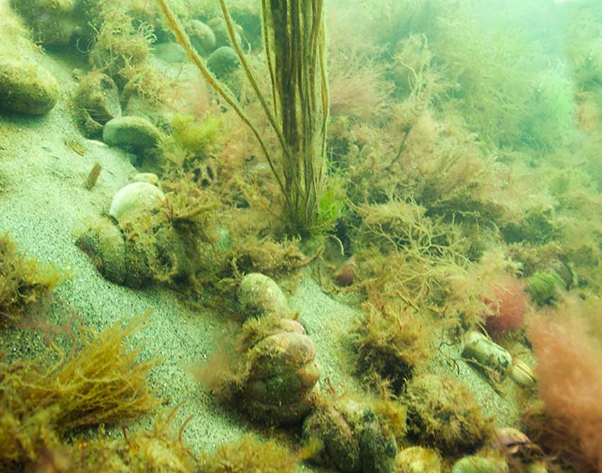 Mermaids tresses, Chorda filum, and slipper limpets, Crepidula fornicata