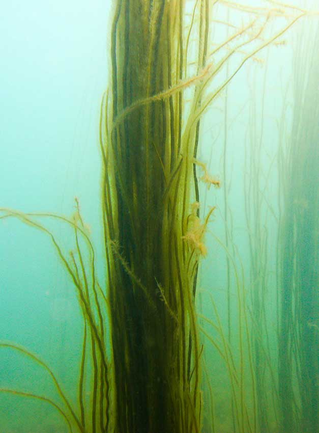 Jungle of mermaids tresses, Chorda filum with spider crabs, Macropodia tenuirostris