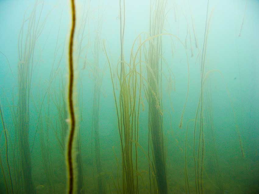 Jungle of mermaids tresses, Chorda filum