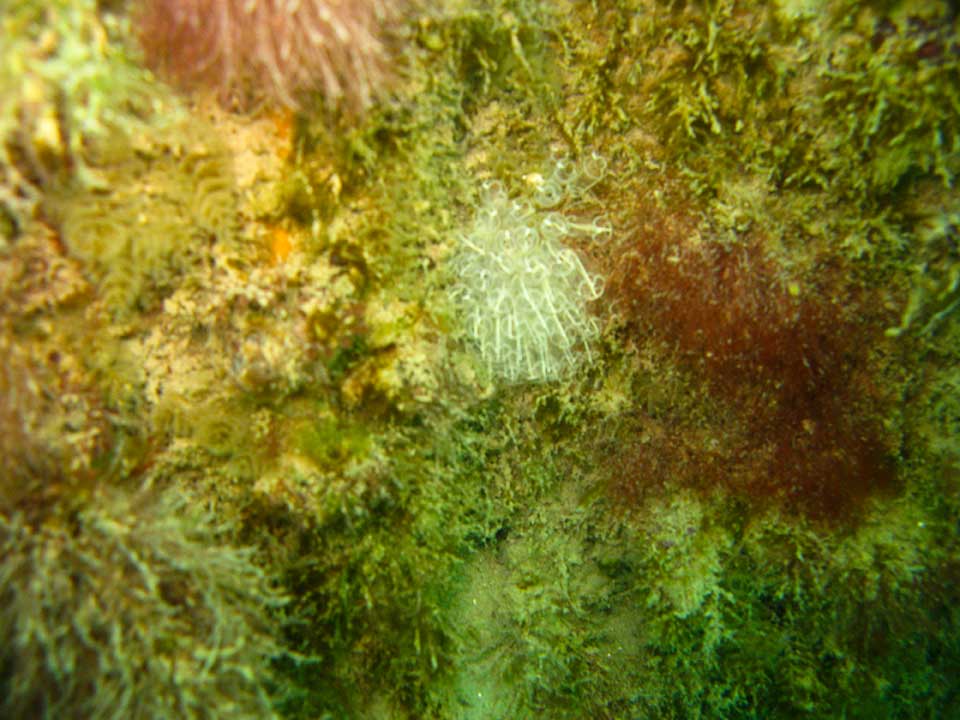 Lightbulb sea squirt, Clavelina lepadiforme