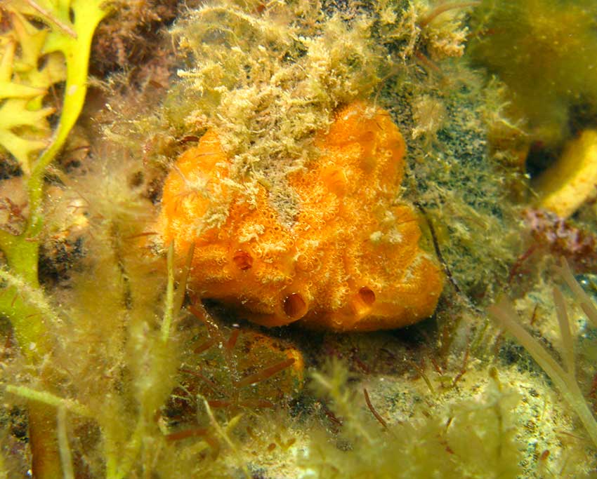 Sea squirt, Sydnyum terbinatum