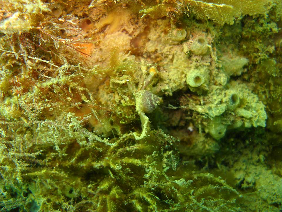 Spider crab, Inachus dorsettensis, and sea squirts