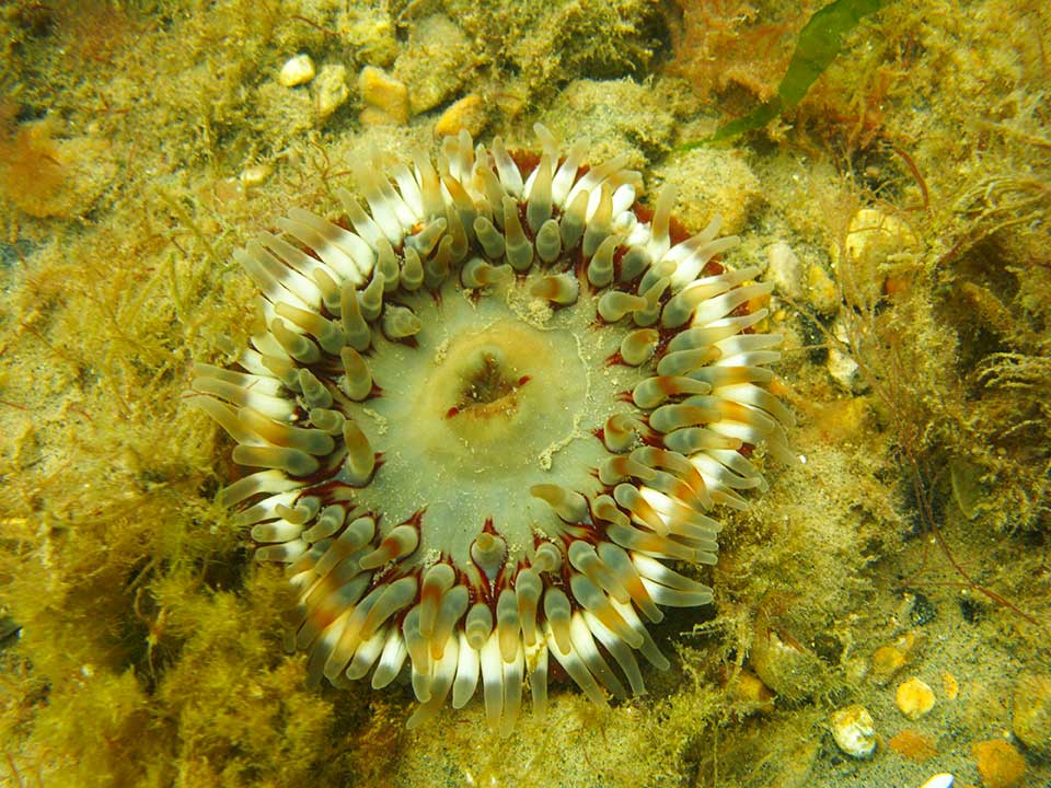 Dahlia anemone, Urticina felina