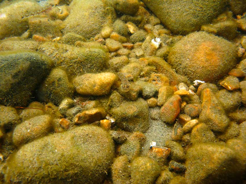 Black goby, Gobius niger