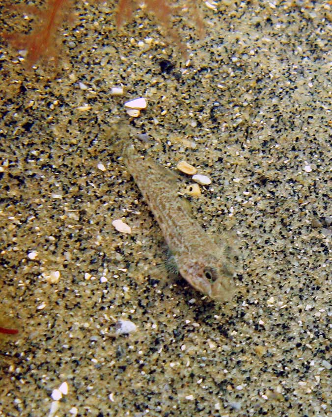 Black goby, Gobius niger