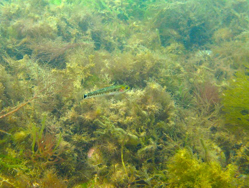 Two-spot goby, Gobiusculus flavescens